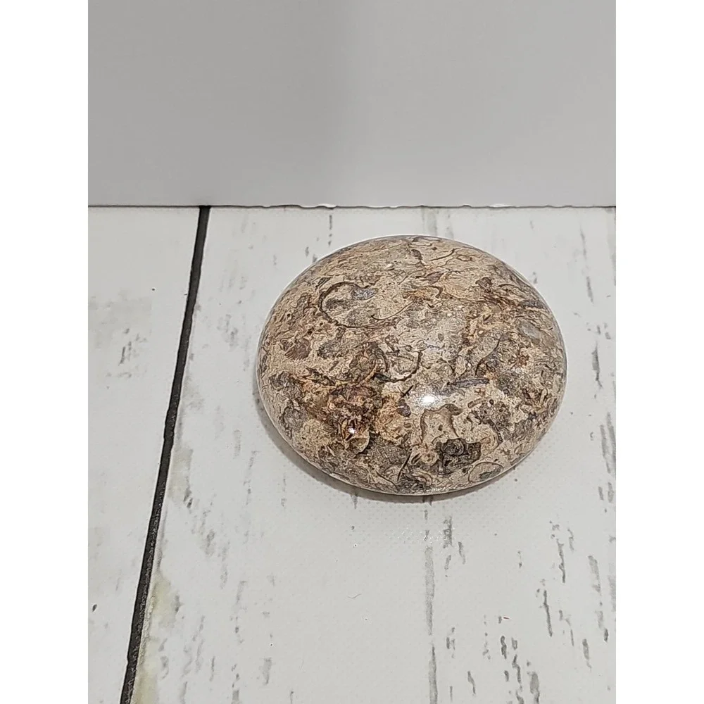 POLISHED SHELL FOSSIL PAPERWEIGHT. 3